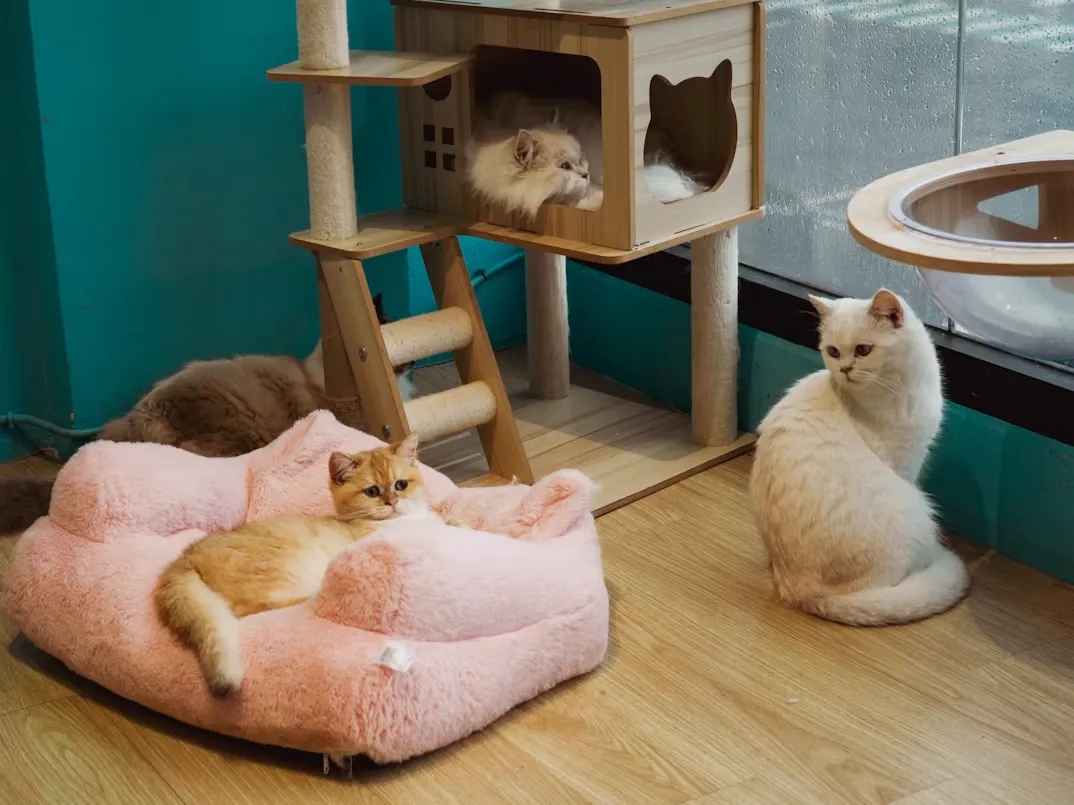 Animal Cafes